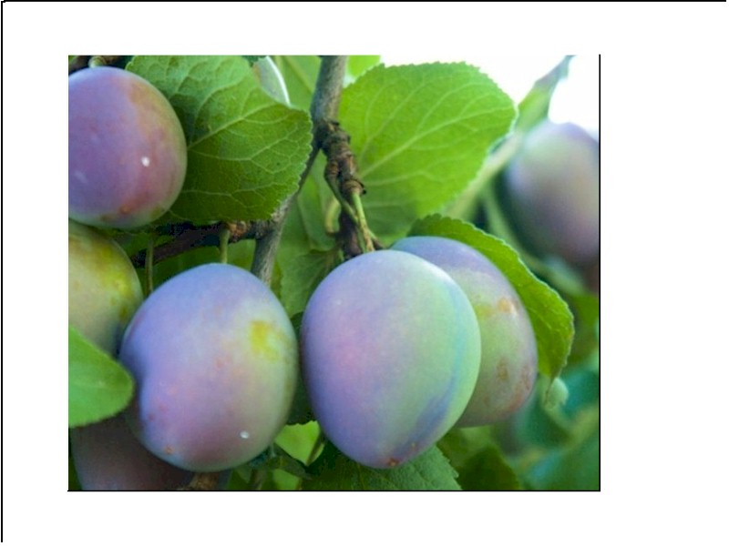 Wellness by Choice Retreat Pacific NW